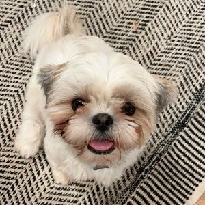 Meet your Posher, Stella